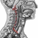 Artéria vertebral e seu trajeto