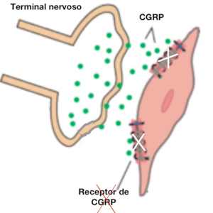 Anticorpos anti receptor de CGRP