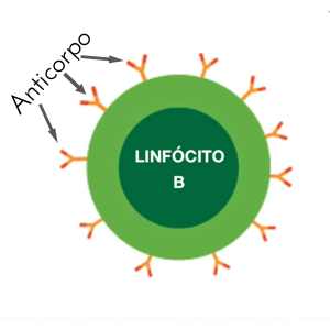 Linfócito B