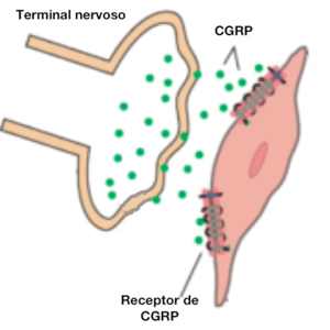 Receptor de CGRP