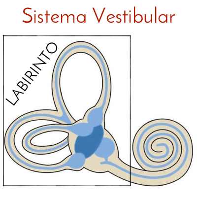 Labirinto é parte do sistema vestibular